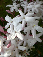 ���㥹�ߥ�