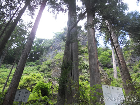 ��̾����