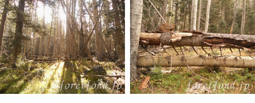 ���å����ʡ��ԡ�������Katsina  peaks��