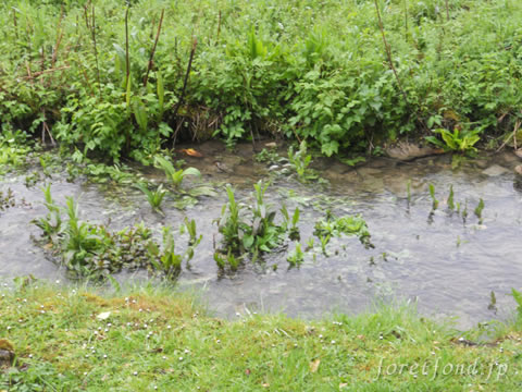 ���åĥ����륺�����ʥ��󥰥��ɡ˥Х��֥꡼¼