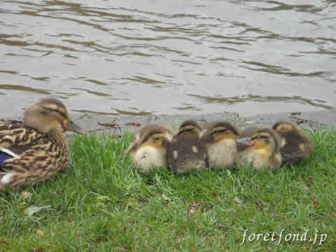 ���åĥ����륺�����ʥ��󥰥��ɡ˥Х��֥꡼¼