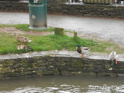 ���åĥ����륺�����ʥ��󥰥��ɡ˥Х��֥꡼¼