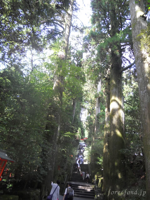 Ȣ������