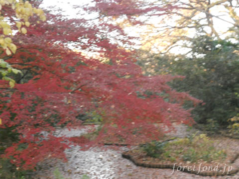 ��⼫�������