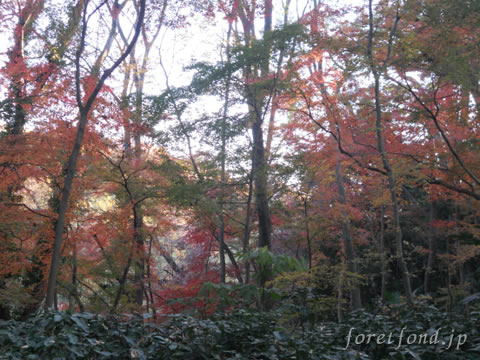 ��⼫�������