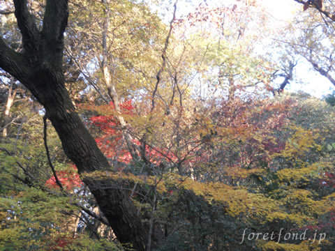 ��⼫�������