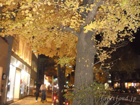 �ץ���ʥ��ȥ꡼�Ȥζ������