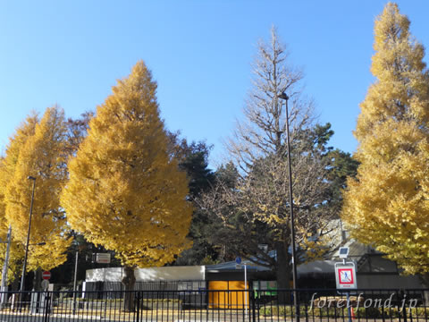 ��⼫�������