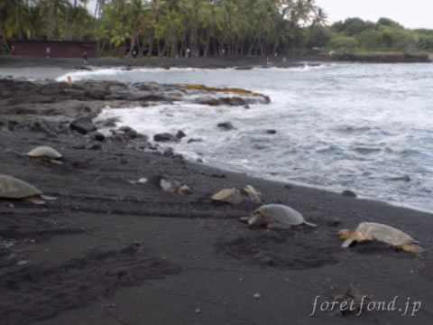 �ϥ磻��γ�����