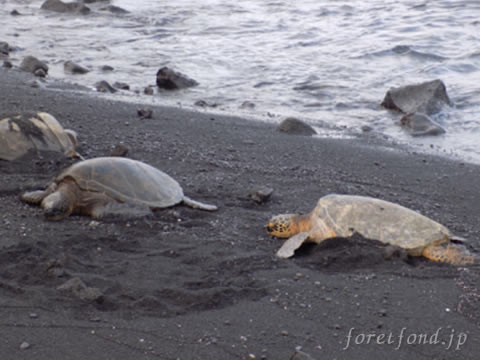 �ϥ磻��γ�����