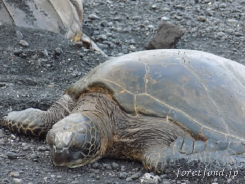 �ϥ磻��γ�����