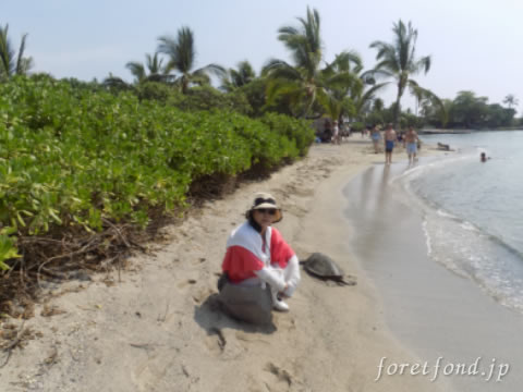 �ϥ磻��γ�����