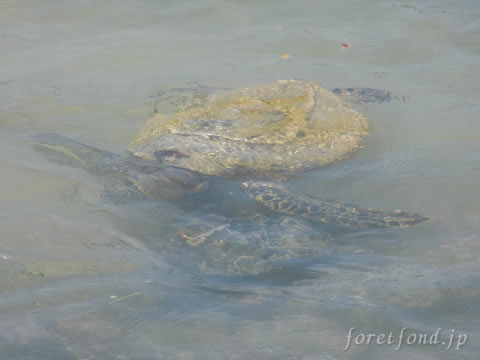 �ϥ磻��γ�����