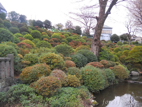 ���ſ���