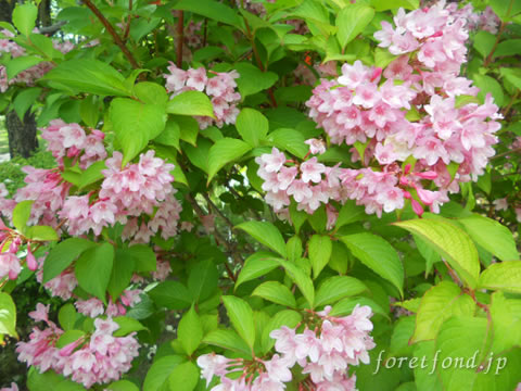 ���տ���