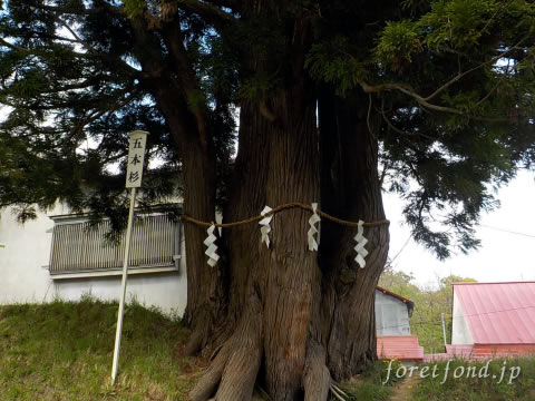 ���ڻ�����