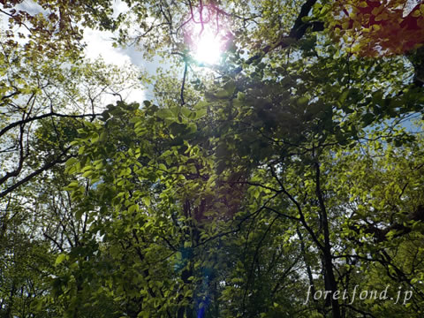 ���ڻ�����