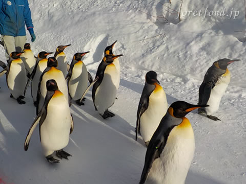 ����ưʪ��