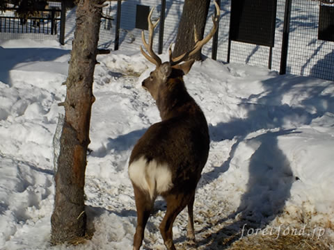 ����ưʪ��