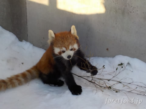 ����ưʪ��