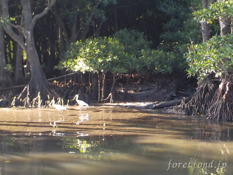 ŷ����ǰʪ�Υ����μ���