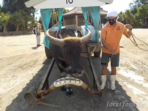 ͳ�����Ư��������