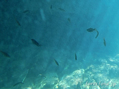 ����γ���