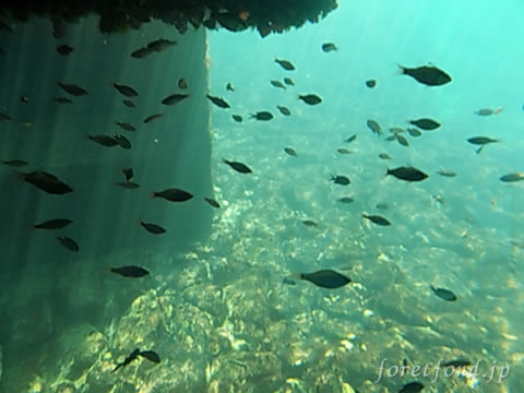 ����γ���