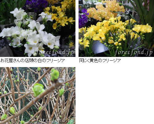 �ե꡼����