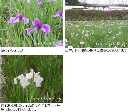 �֤��礦��