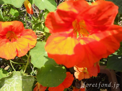 �ʥ���������