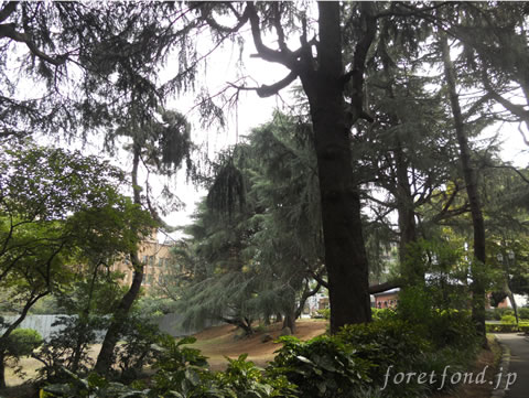 �ҥޥ�䥹���ι��