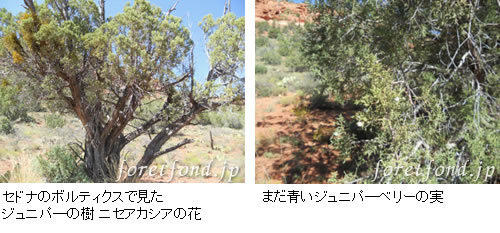 ����˥ѡ��٥꡼