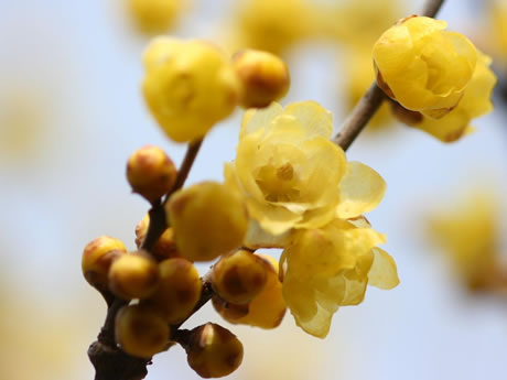 Ϲ�ߡʥ����Х���