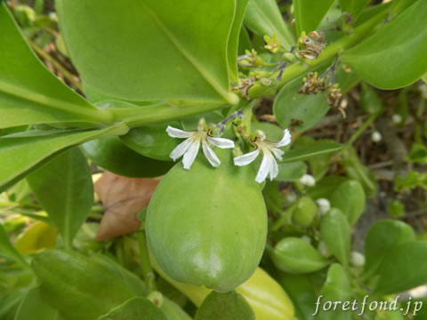 �ʥ��ѥ��ι��