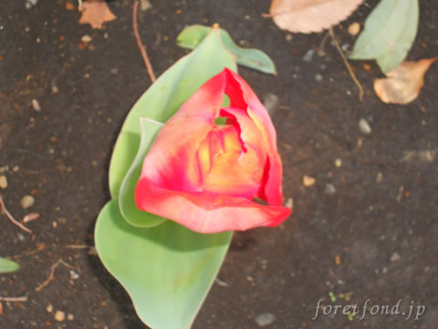 ���塼��å�