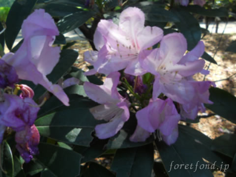 ���㥯�ʥ�