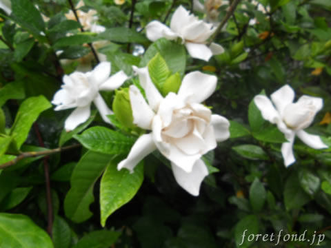 �����ʤ�