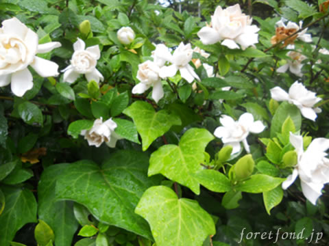 �����ʤ�