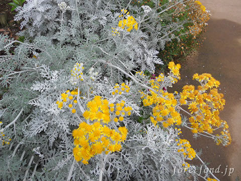 ���ͥ���