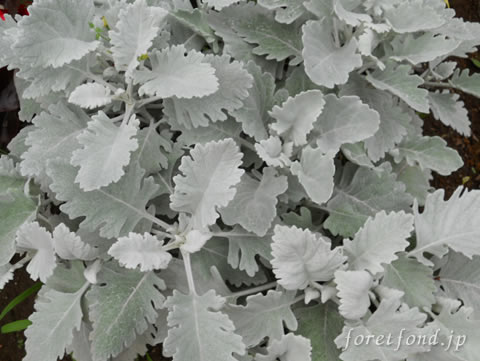 ���ͥ���