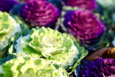 �����襦�ҥ��饮