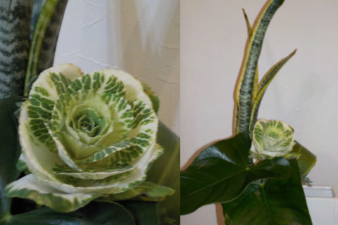 �����襦�ҥ��饮