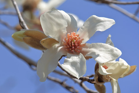 ���֥��β�