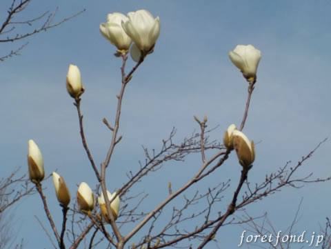 ���֥��β�