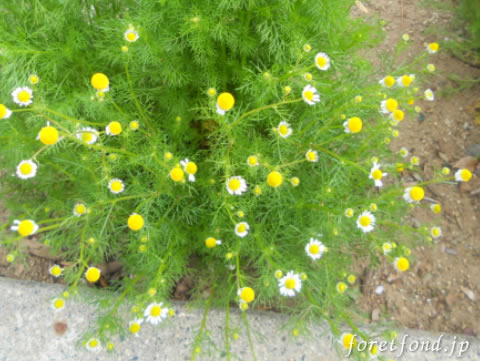 ���㡼�ޥ󥫥�ߡ���