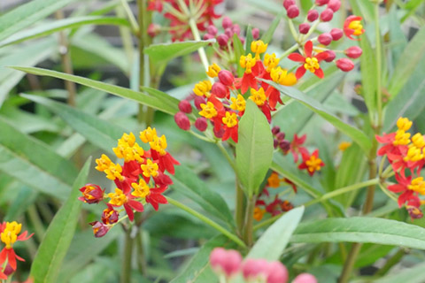 ��������ԥ���