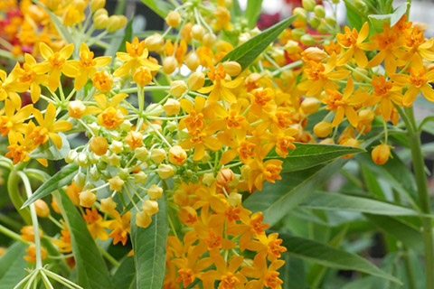 ��������ԥ���