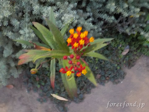 ��������ԥ���