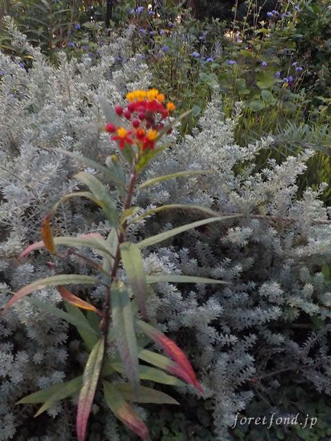 ��������ԥ���